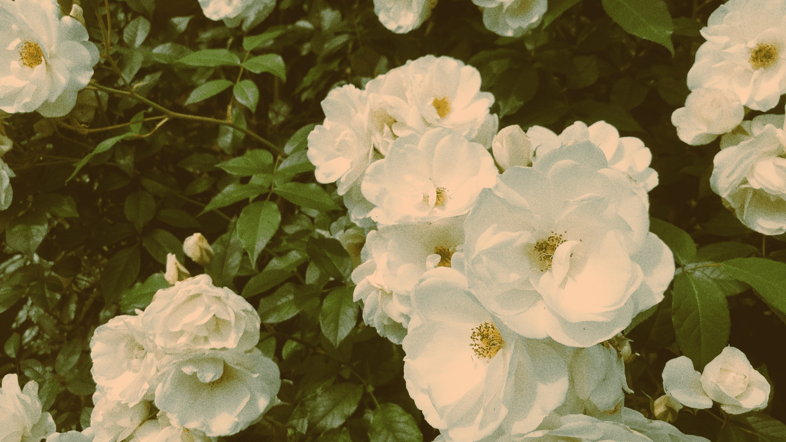 Spring & Summer Clothing Collection 2021 - Goodson Clothing and Supply Co